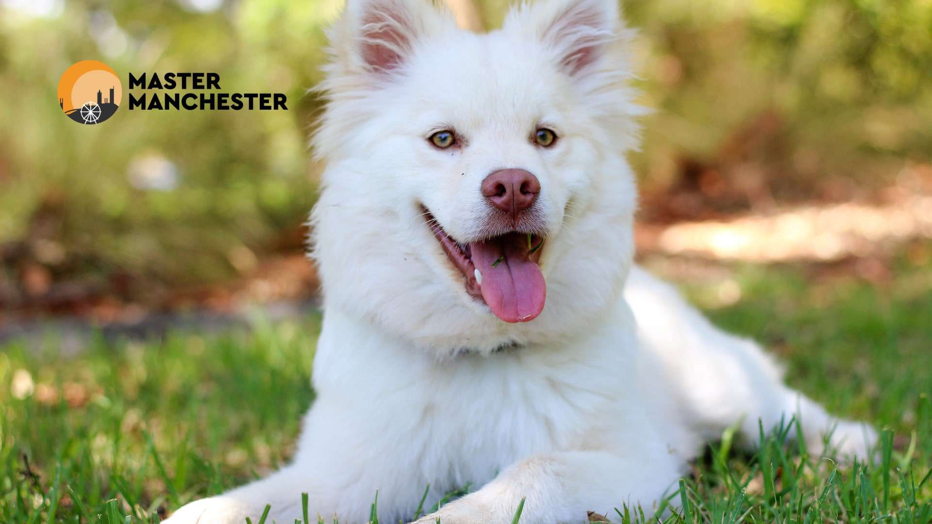 Top 5 Dog Homes in Manchester