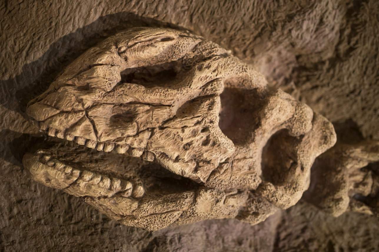 Discover the Thrills of Manchester's Dino Kingdom [2025 ]