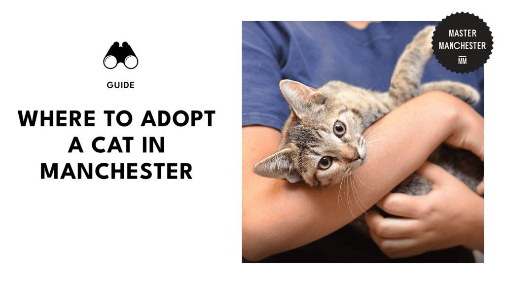 cat-adoption-manchester