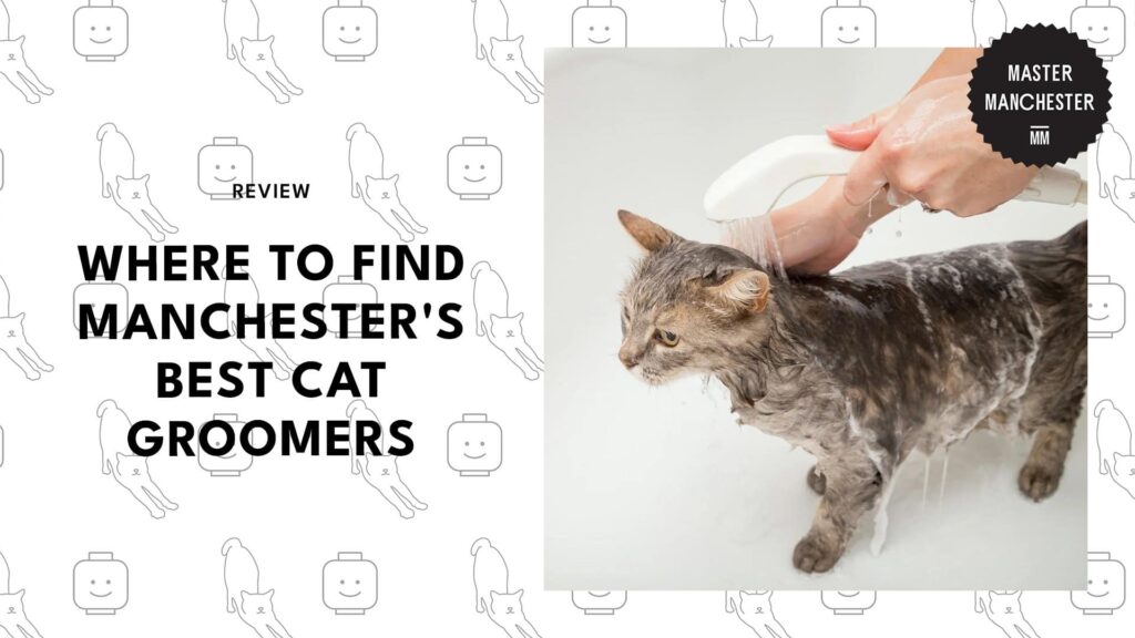 cat-grooming-manchester